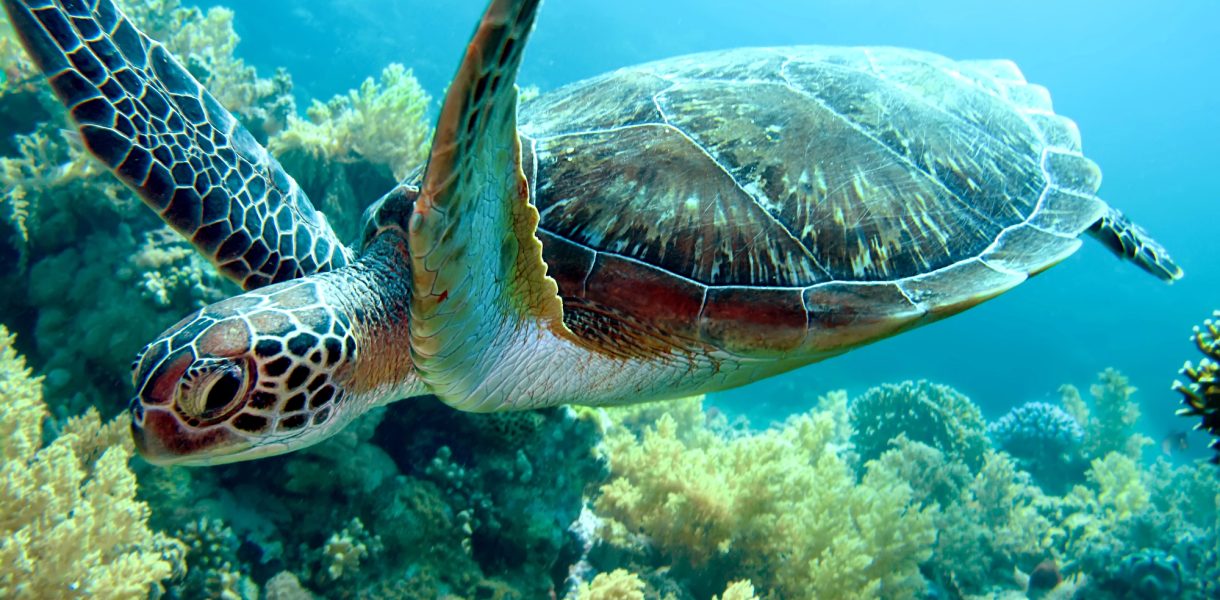 Ga snorkelen langs de kust van Guadeloupe