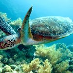 Ga snorkelen langs de kust van Guadeloupe
