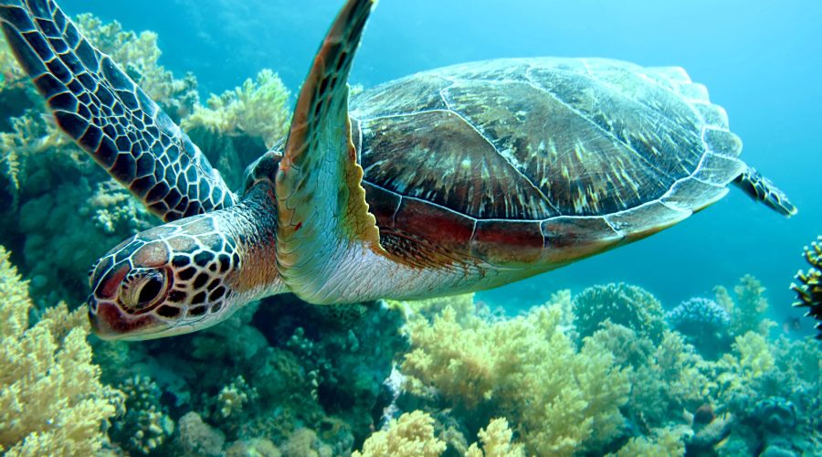 Ga snorkelen langs de kust van Guadeloupe