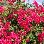 De veelzijdige flora en fauna op de Britse Maagdeneilanden
