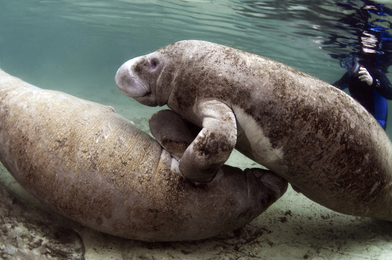 exotische dieren van de Britse Maagdeneilanden
