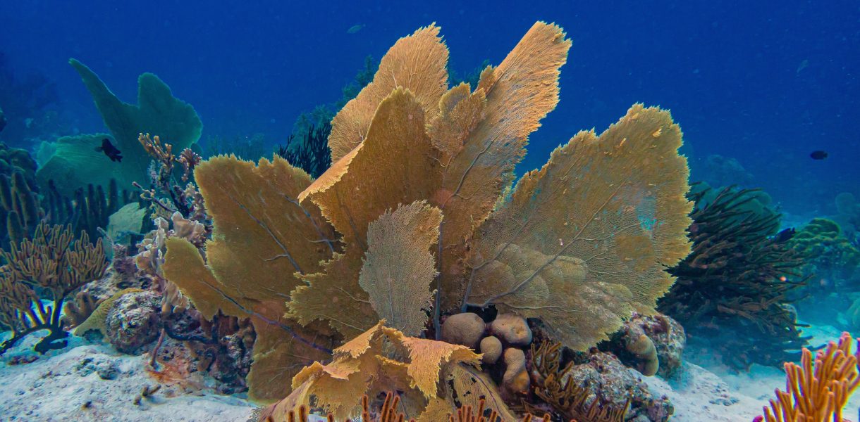 de onderwaterwereld op Bonaire