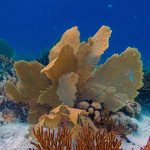 de onderwaterwereld op Bonaire