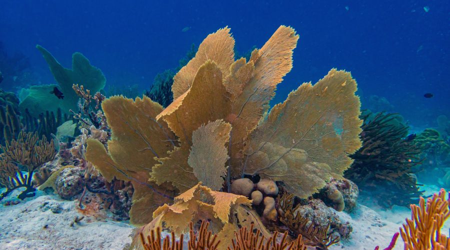 de onderwaterwereld op Bonaire