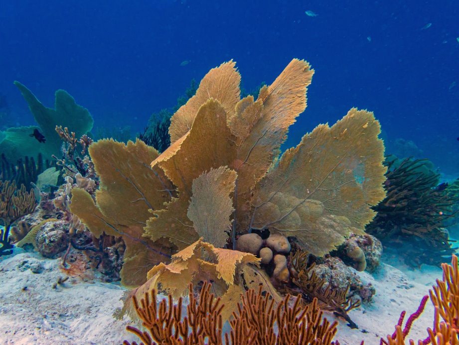 de onderwaterwereld op Bonaire